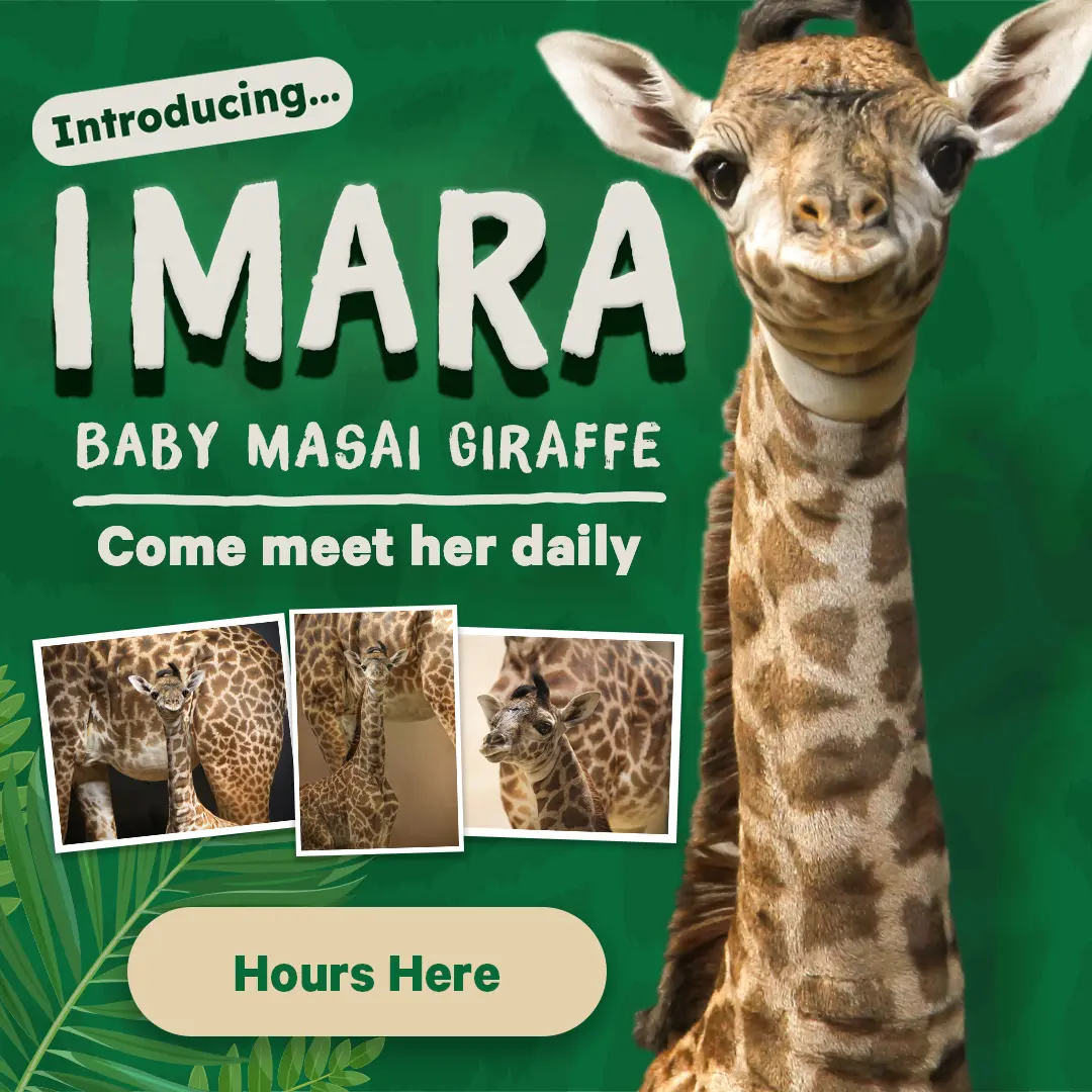Introducing... Imara Baby Masai Giraffe - Come meet her from 10am - 2pm daily - Details Here